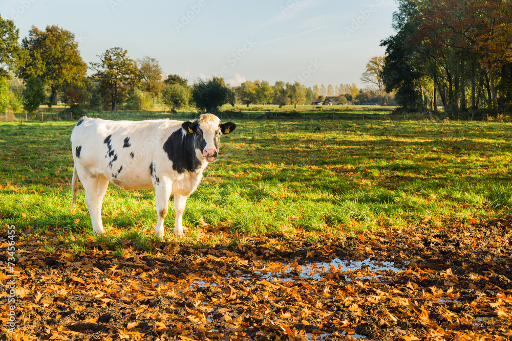 草地上的荷兰奶牛