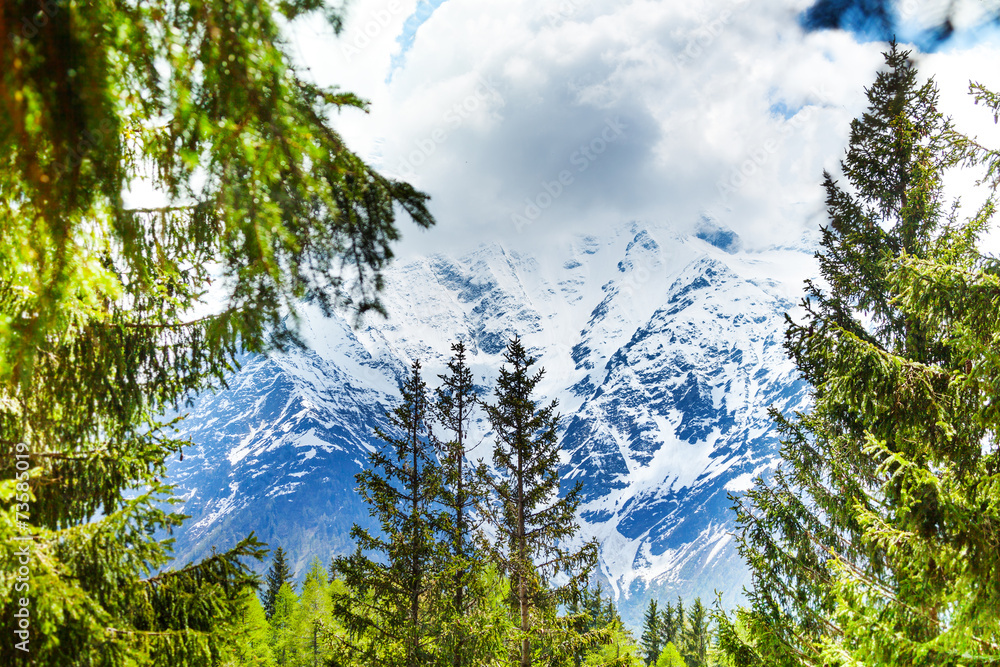 勃朗峰，透过冷杉树俯瞰阿尔卑斯山