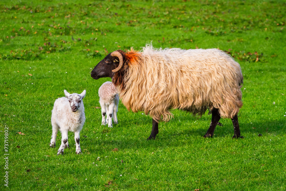 爱尔兰公羊配小羊羔