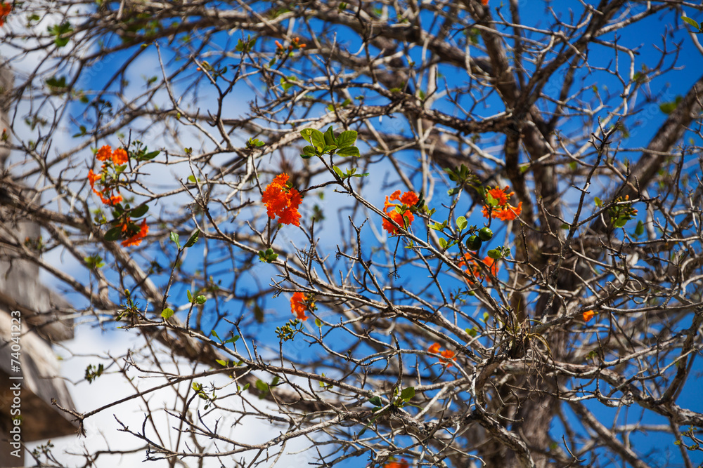 墨西哥开红花的珙桐