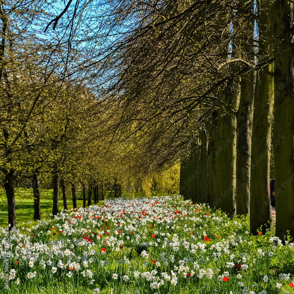 春季剑桥盛开的草坪