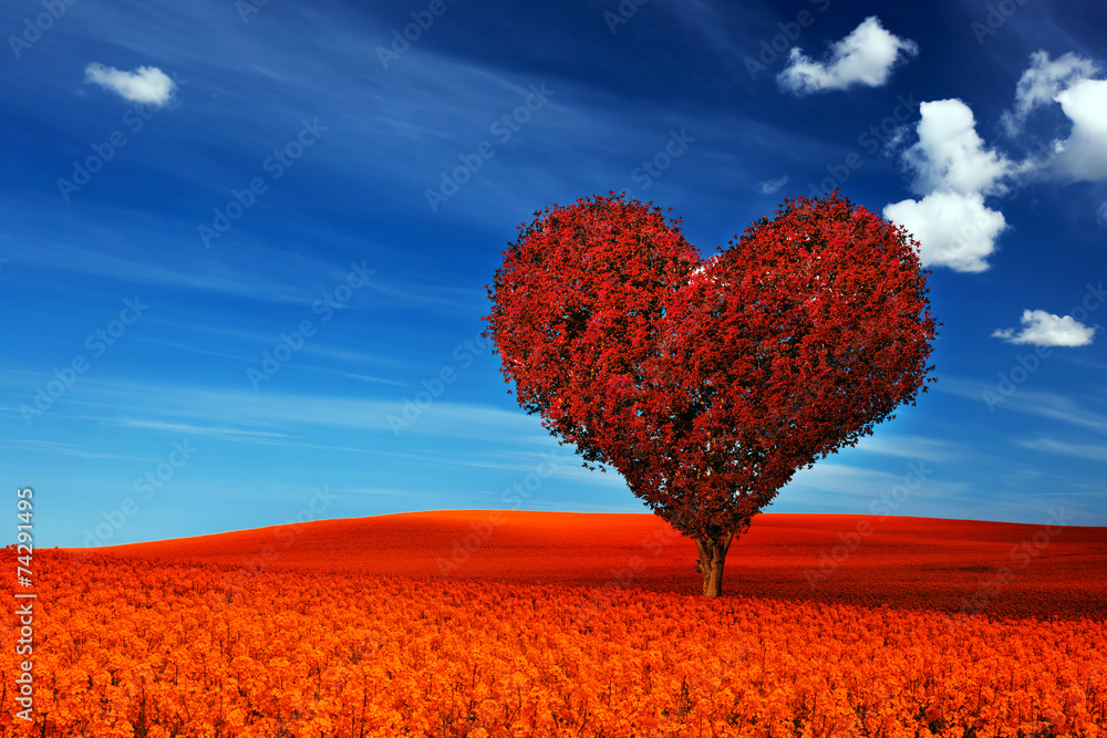红花地上的红叶心形树。爱