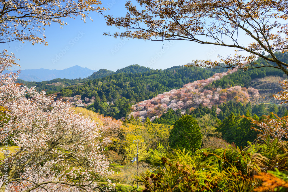 日本奈良的春天景观