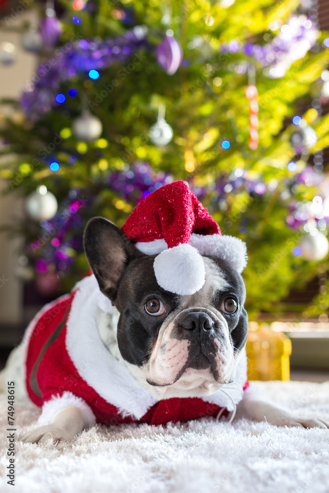圣诞树下戴圣诞帽的法国斗牛犬