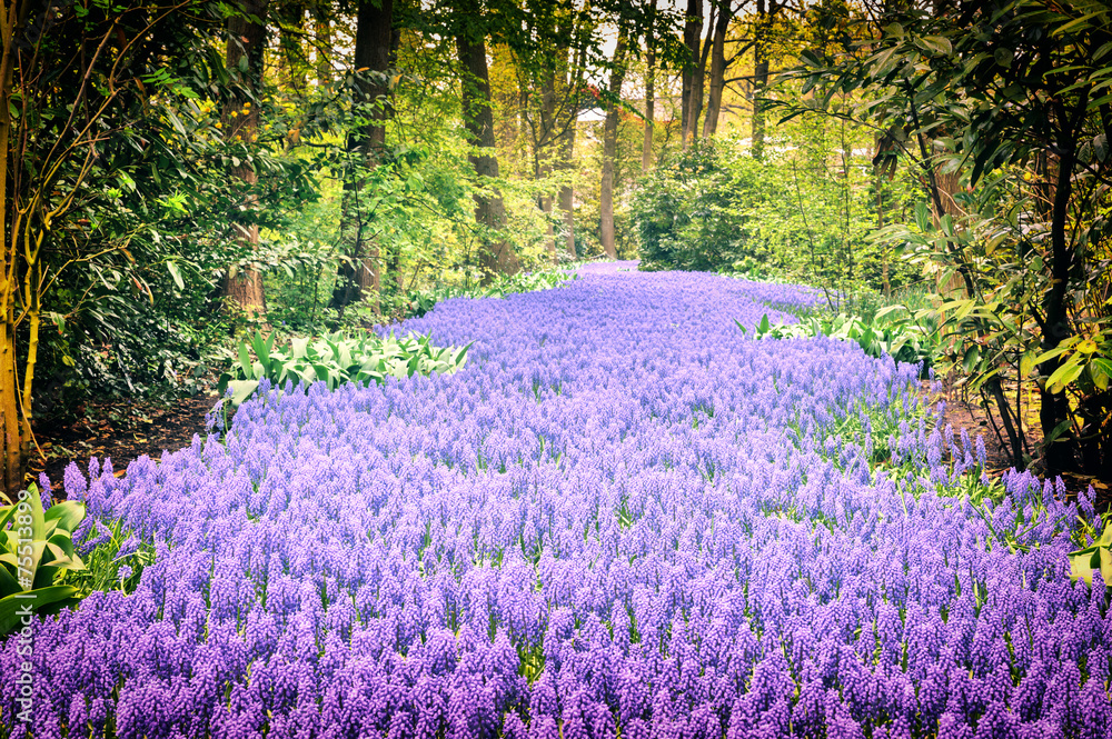凯肯霍夫花园美丽的紫色麝香草