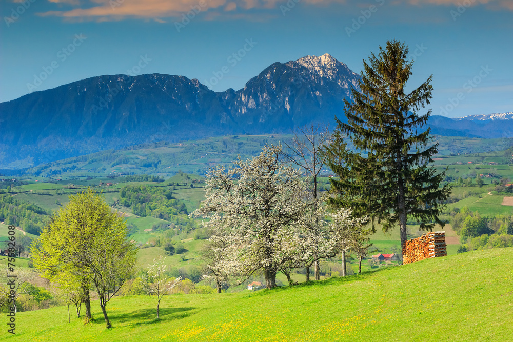 欧洲罗马尼亚霍尔巴夫的春天景观和绿地