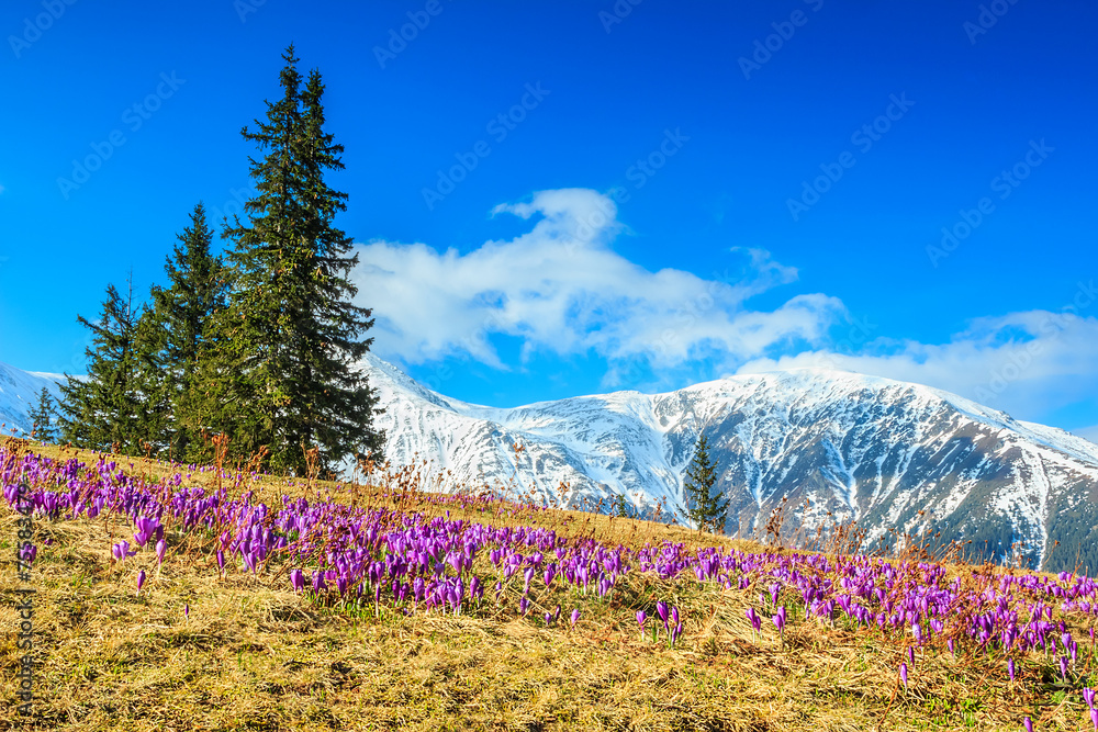 罗马尼亚法加拉，春天的风景和美丽的番红花