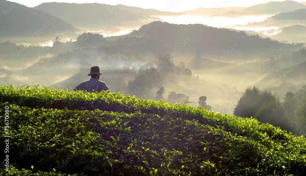 马来西亚茶园的农民