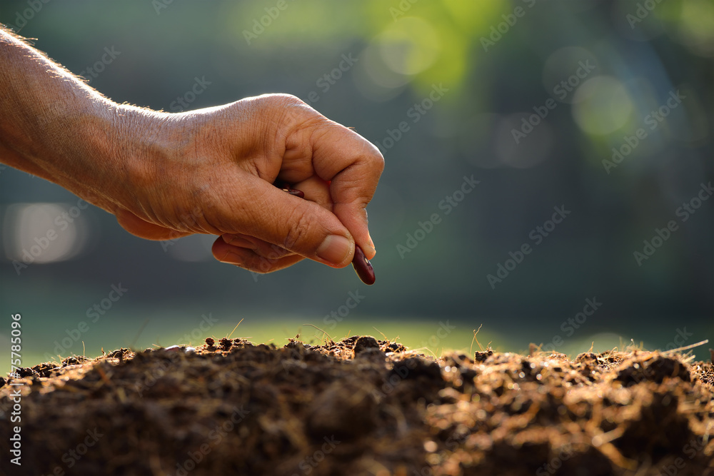 农民亲手在土壤中播种