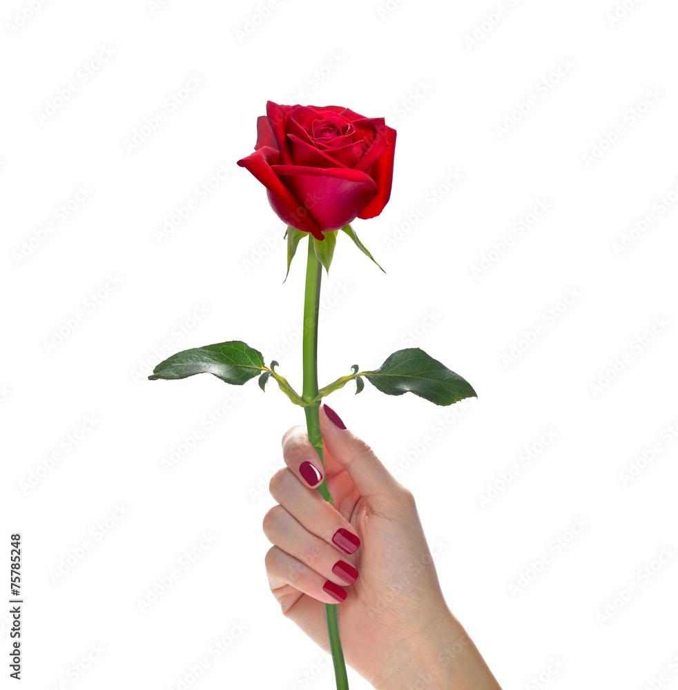手牵美丽的红玫瑰花，隔离在白色之上