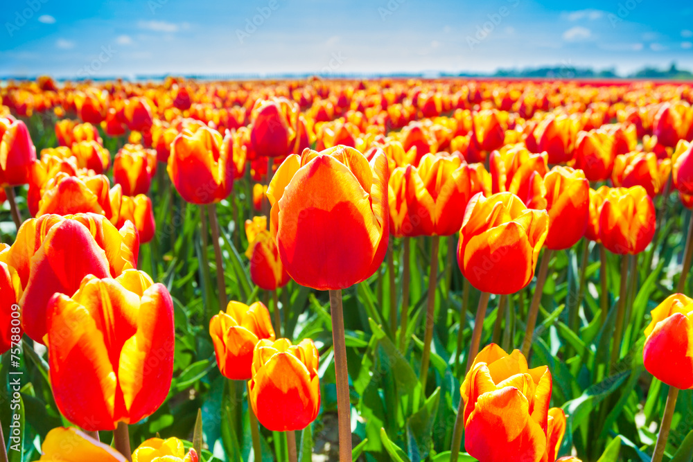 Macro view of orange tulips in summer time