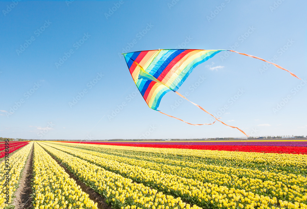 放风筝和美丽的黄色、红色郁金香田