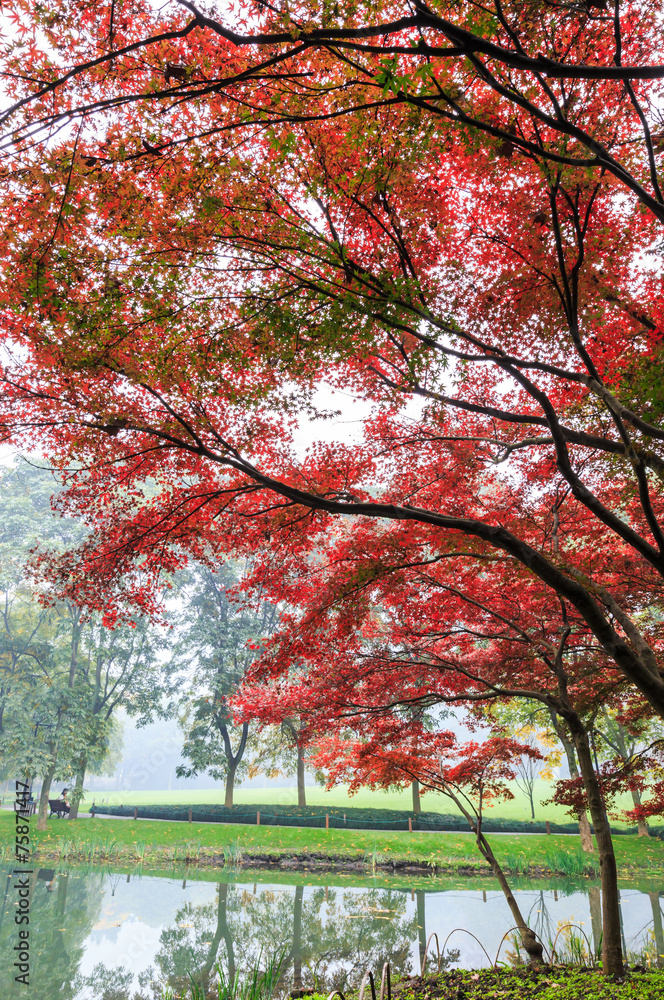 雾蒙蒙的早晨，秋天美丽的枫树