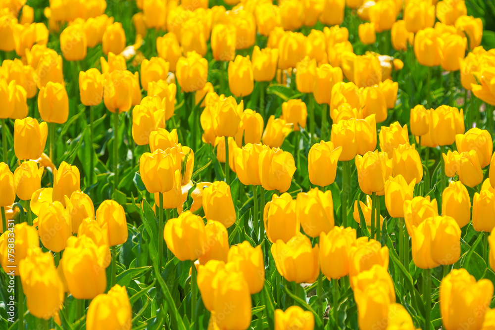 Close-up view of bright beautiful yellow tulips