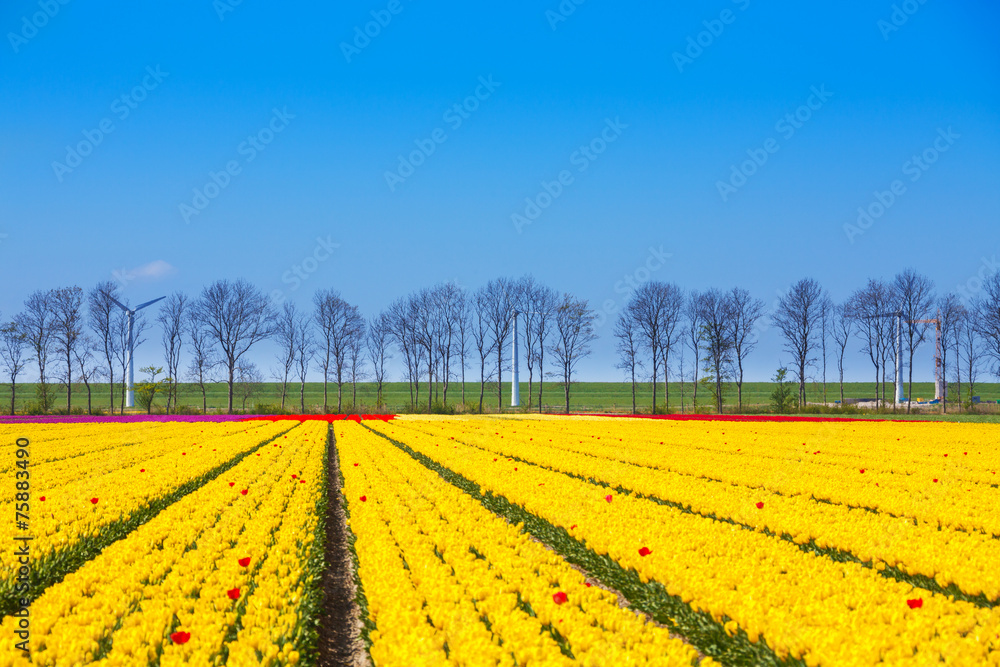 Yellow tulip rows with sky horizon and trees