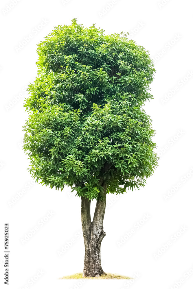 绿色木兰树