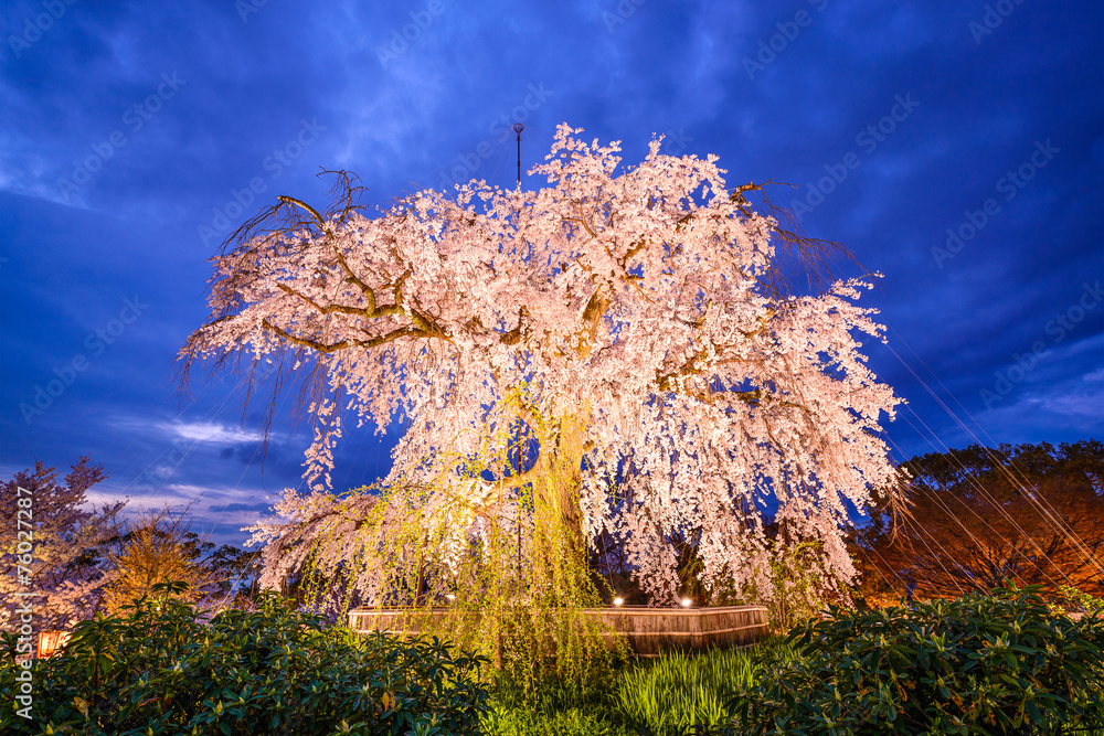 日本京都丸山公园哭泣的奇瑞树