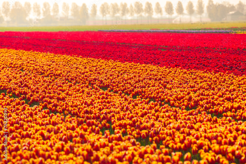 荷兰夏季色彩缤纷的郁金香田