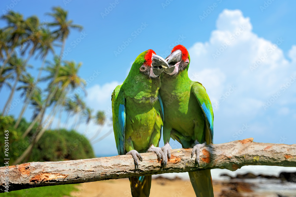 热带背景下分支上的鹦鹉（严重Macaw）