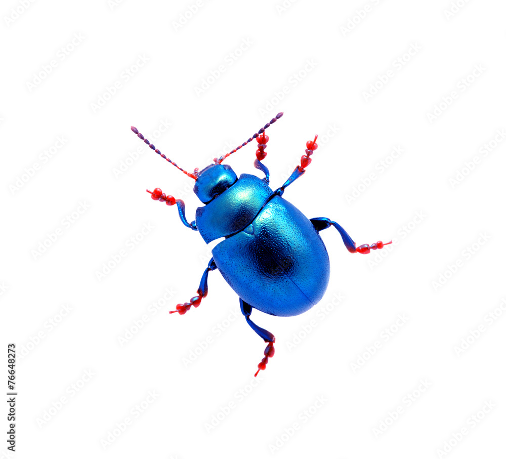 蓝甲虫