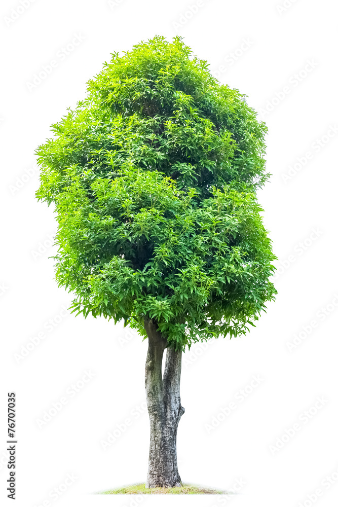 大木兰树