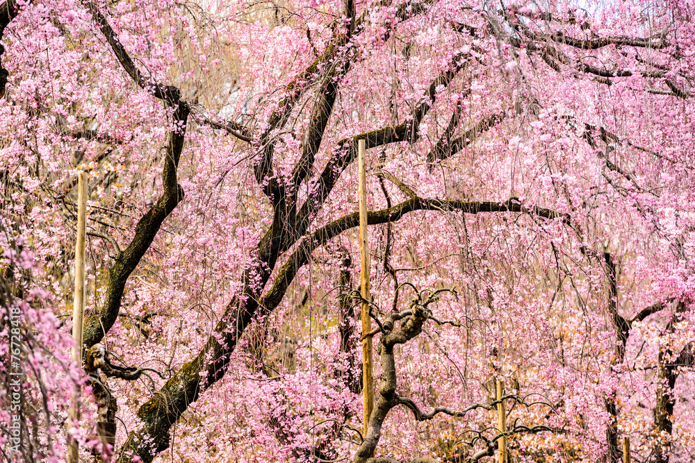 京都的春天樱花树