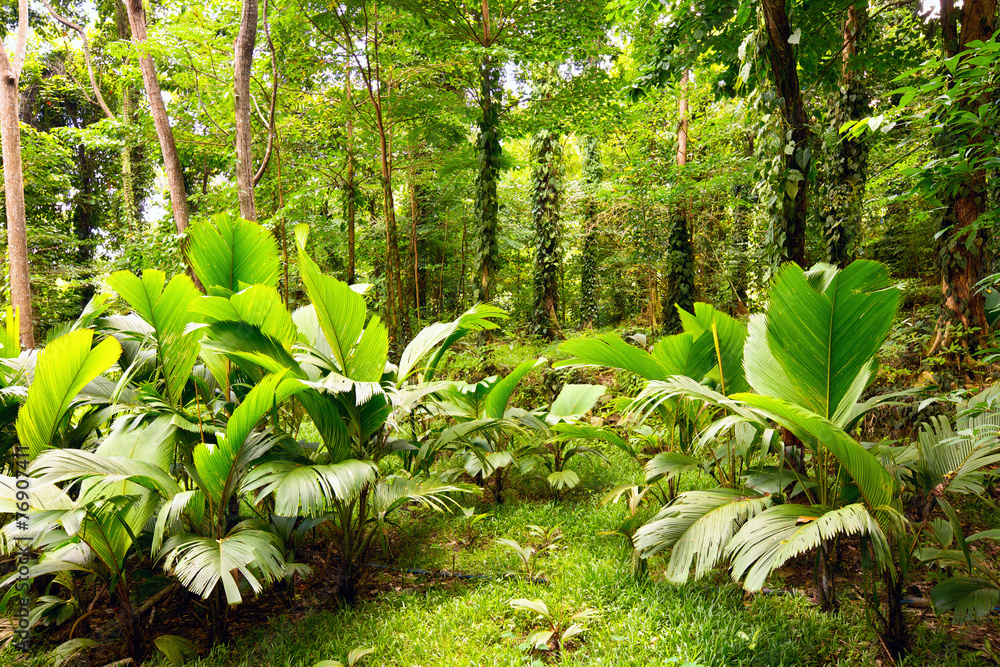 塞舌尔马埃岛热带雨林