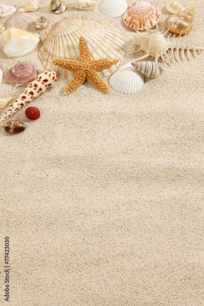 海滩沙滩上的海星和贝壳