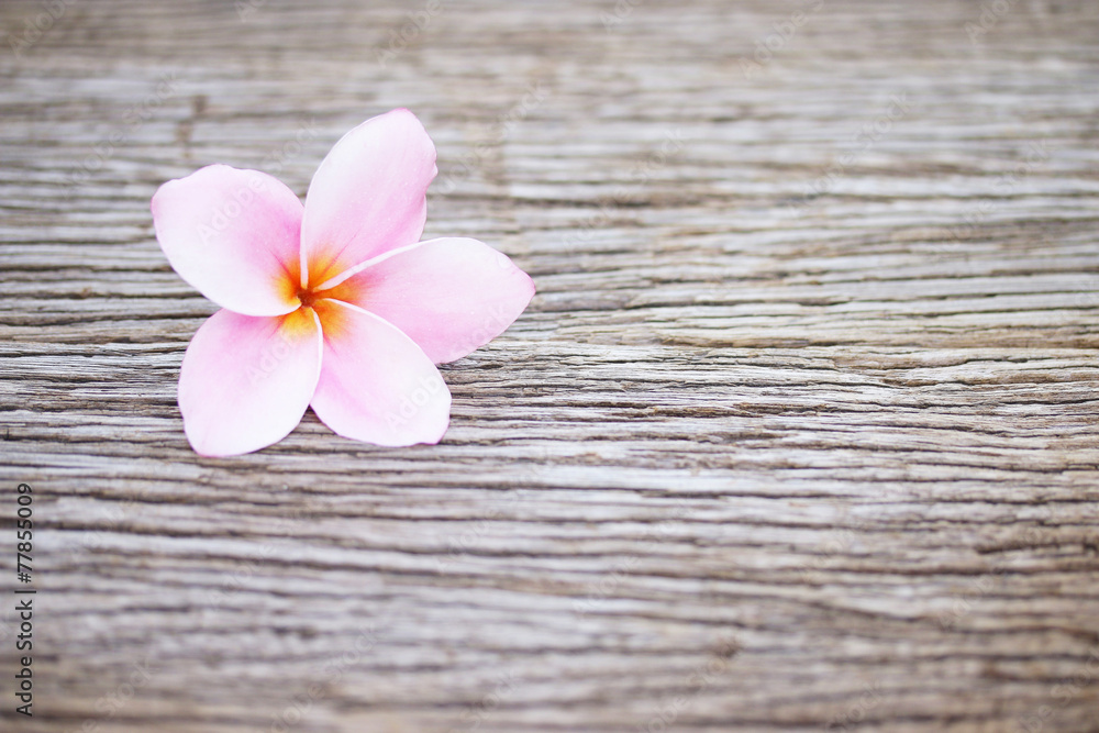 木桌上的Frangipani花