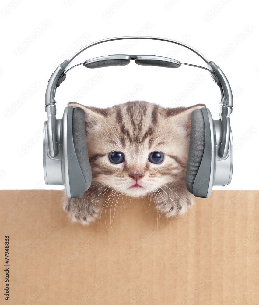 纸箱里戴着耳机的有趣小猫