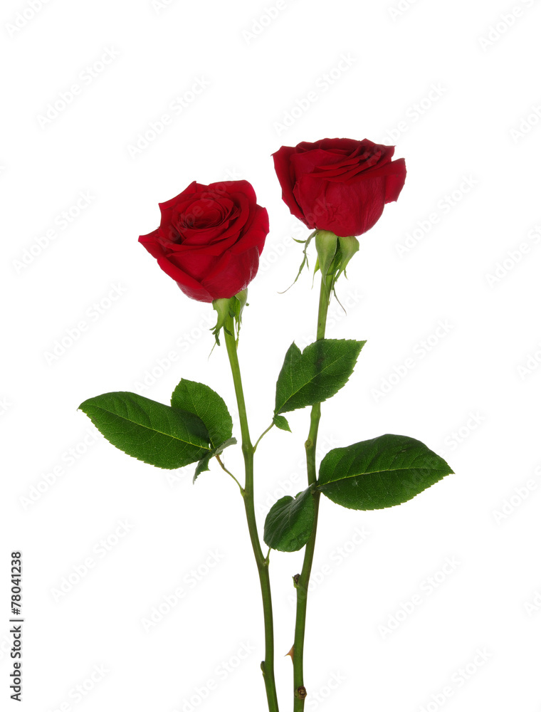 两朵红玫瑰