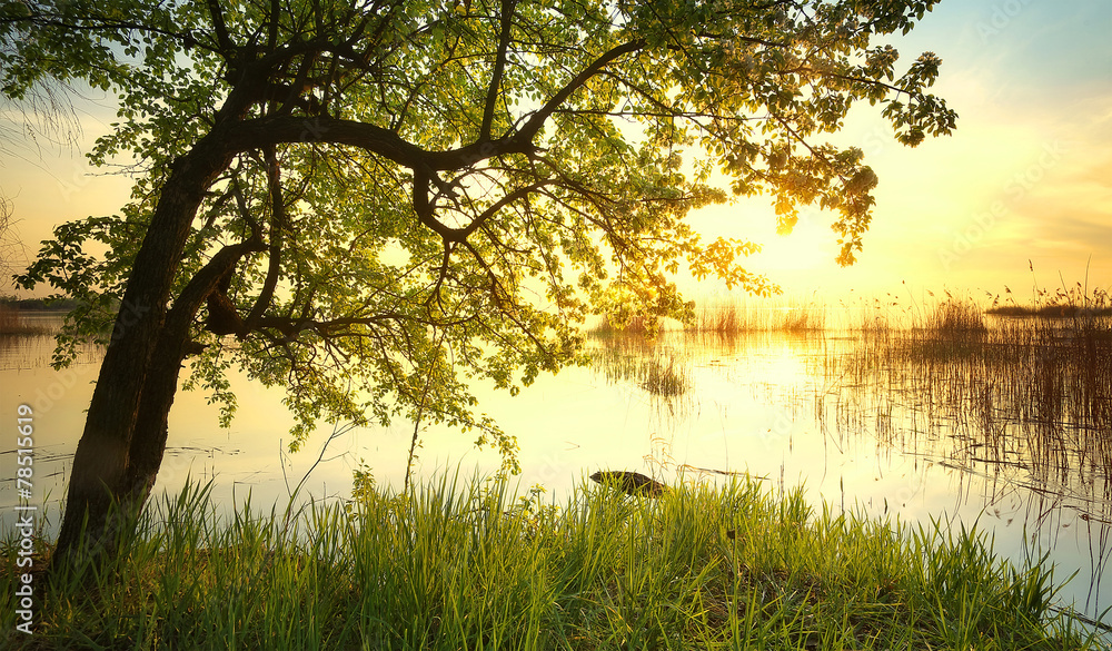 日落时湖边的树。美丽的自然景观