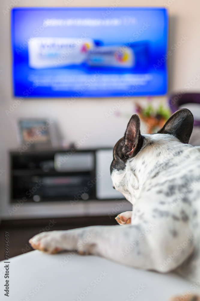 可爱的法国斗牛犬躺在电视机前