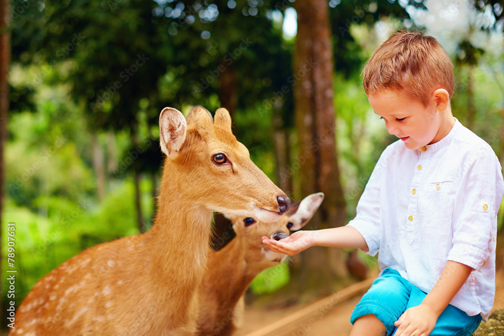 可爱的男孩用手喂养幼鹿