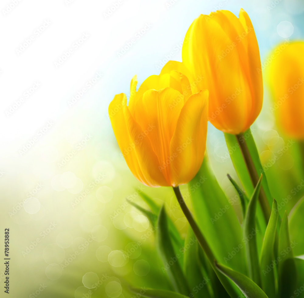 春天的郁金香开花了。美丽的黄色郁金香特写