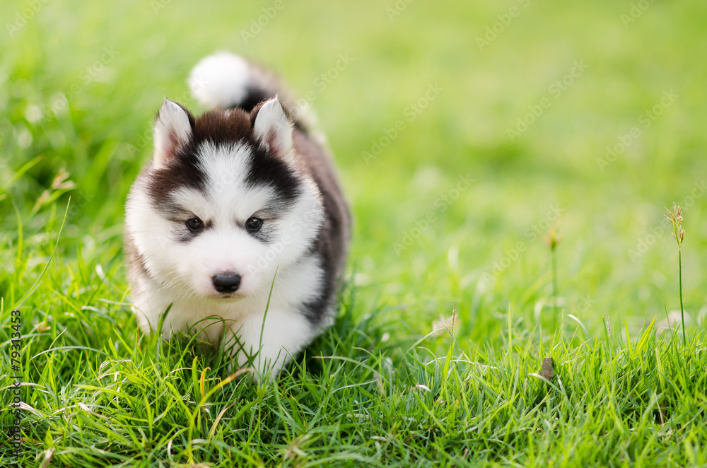 可爱的西伯利亚哈士奇小狗在绿草上行走