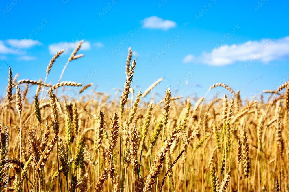金色小麦与蓝天的耳朵