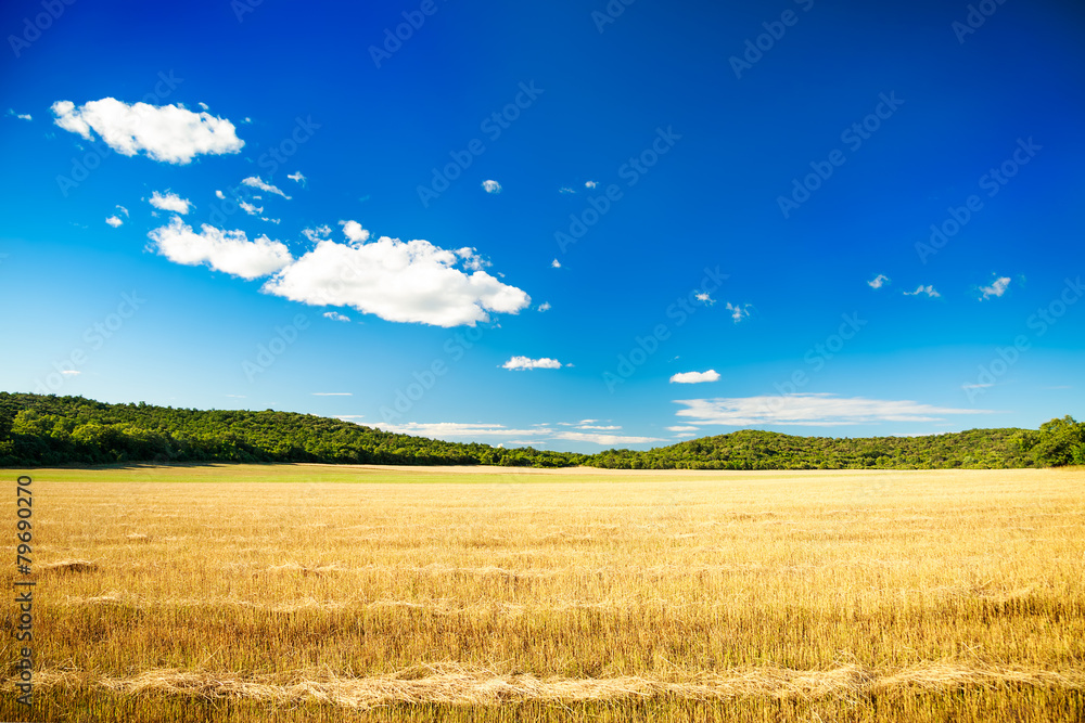 麦田和天空的夏日景观