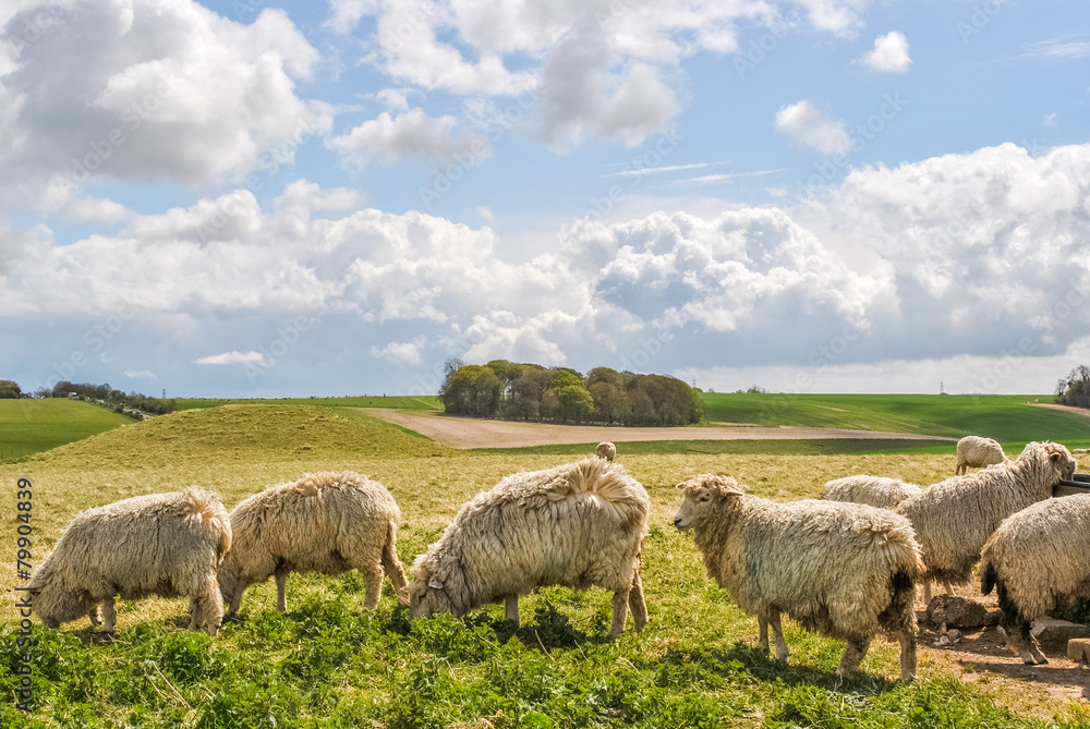英国乡村的绵羊