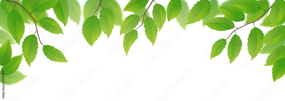 Fresh green leaves on white background, vector illustration