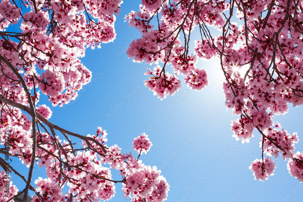 粉色花朵的春树