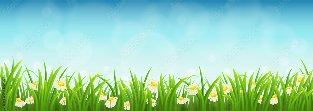 新鲜的绿草、雏菊和蓝天，矢量插图