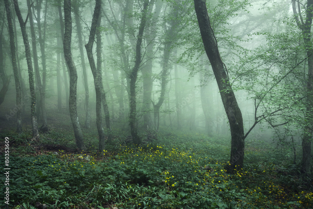 Mysterious dark forest in fog with green leaves and flowers
