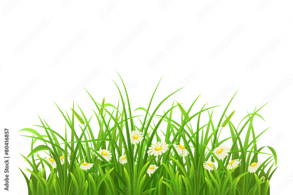 白色背景下的春天绿草和雏菊