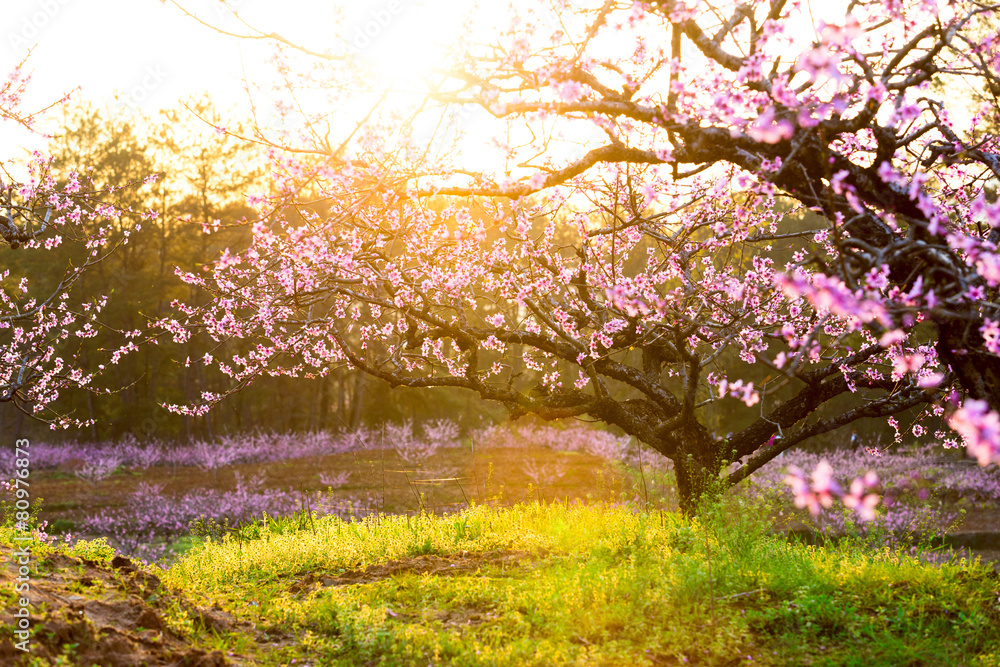 peach blossom,green grass with sunshine