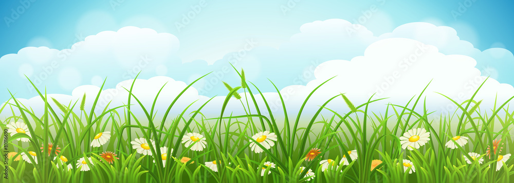 绿草、鲜花、蓝天的夏季草甸景观