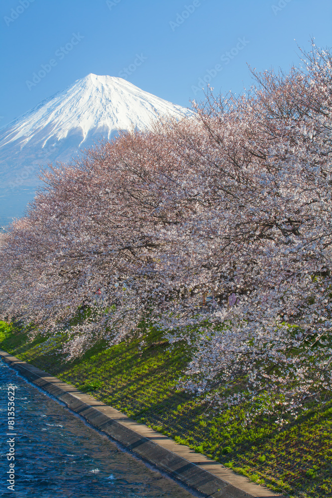 日本春季富士山和樱花盛开