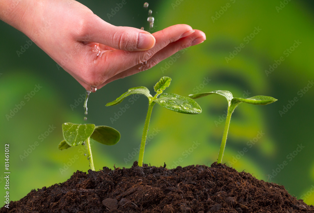 Woman hand watering young plants