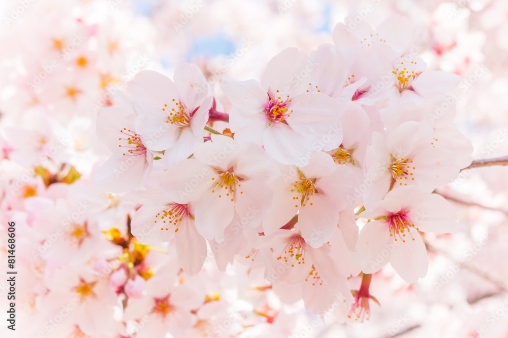 日本の満開の桜　壁紙や背景用にJapanese cherry blossoms full bloom