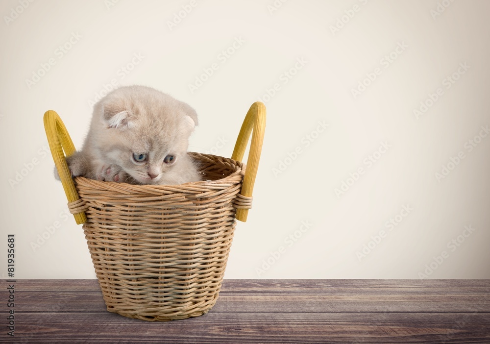 小猫。篮子里有三只小猫